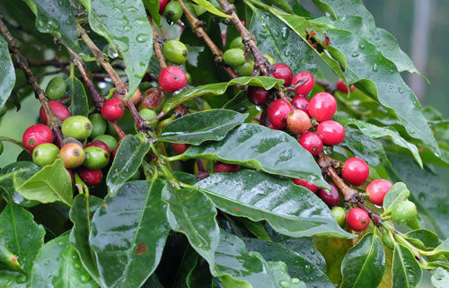 Sustainable, and fair trade coffee